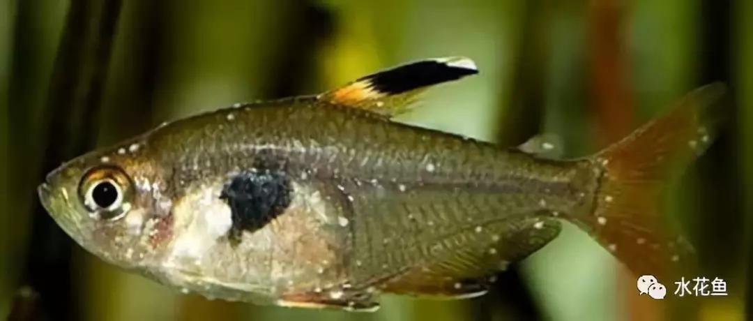 鱼类寄生虫用什么药,鱼类寄生虫怎么灭杀