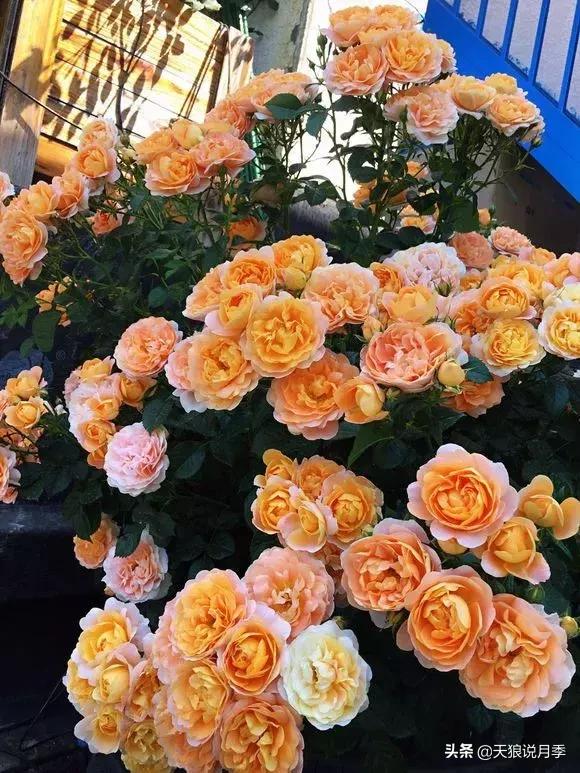 露台打造花海,她用10年改造庭院