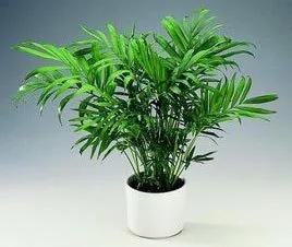 把椰子树种大棚里,椰子盆栽可以养在室外吗