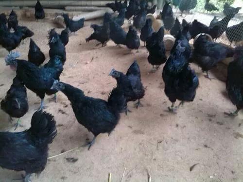 乡贤带领农民增收致富,种植甜香瓜带动村民致富