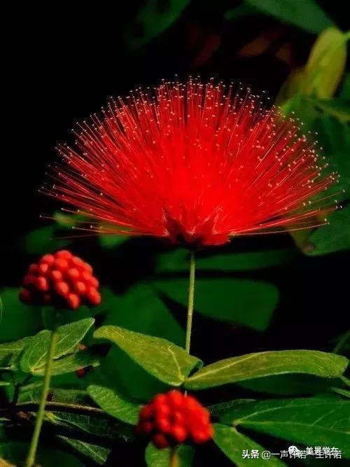 从未见到的怪花,从没见过的奇花