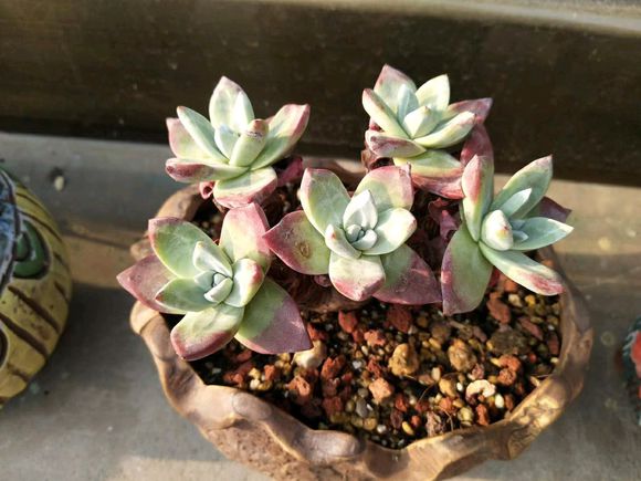 新手养多肉的方法和技巧,怎样能把多肉养得又肥又好看