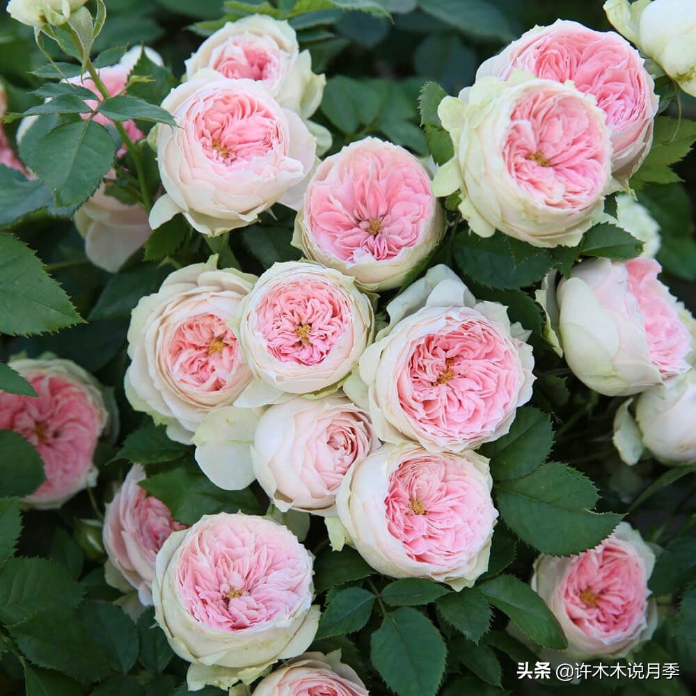 月季同时病害和虫害怎么办,月季感染蓟马怎么办