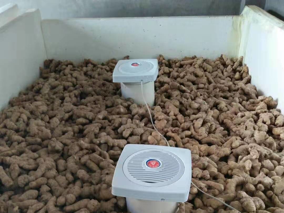 姜催芽的正确方法,几种常用的生姜催芽方法