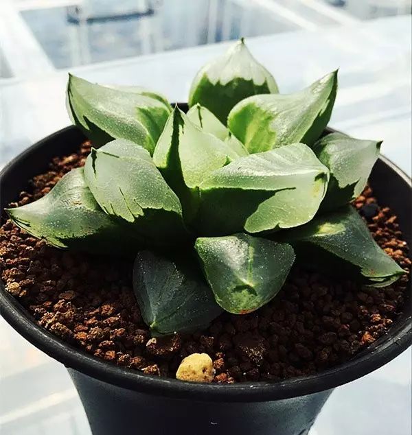 水晶的多肉植物有哪些品种,像水晶的多肉植物图片