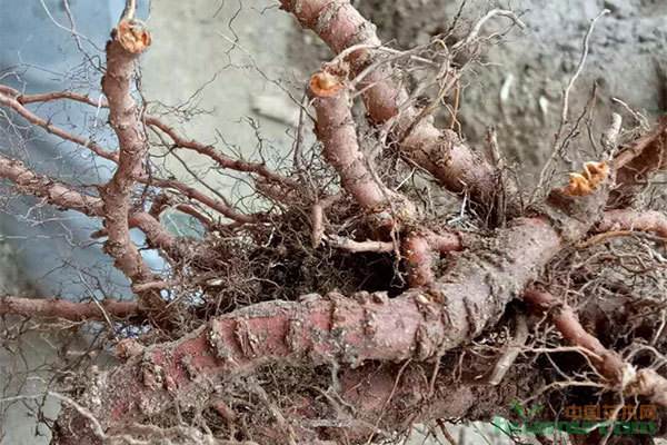 大蒜素对桃树根腐病防治,桃树根腐病的防治方法