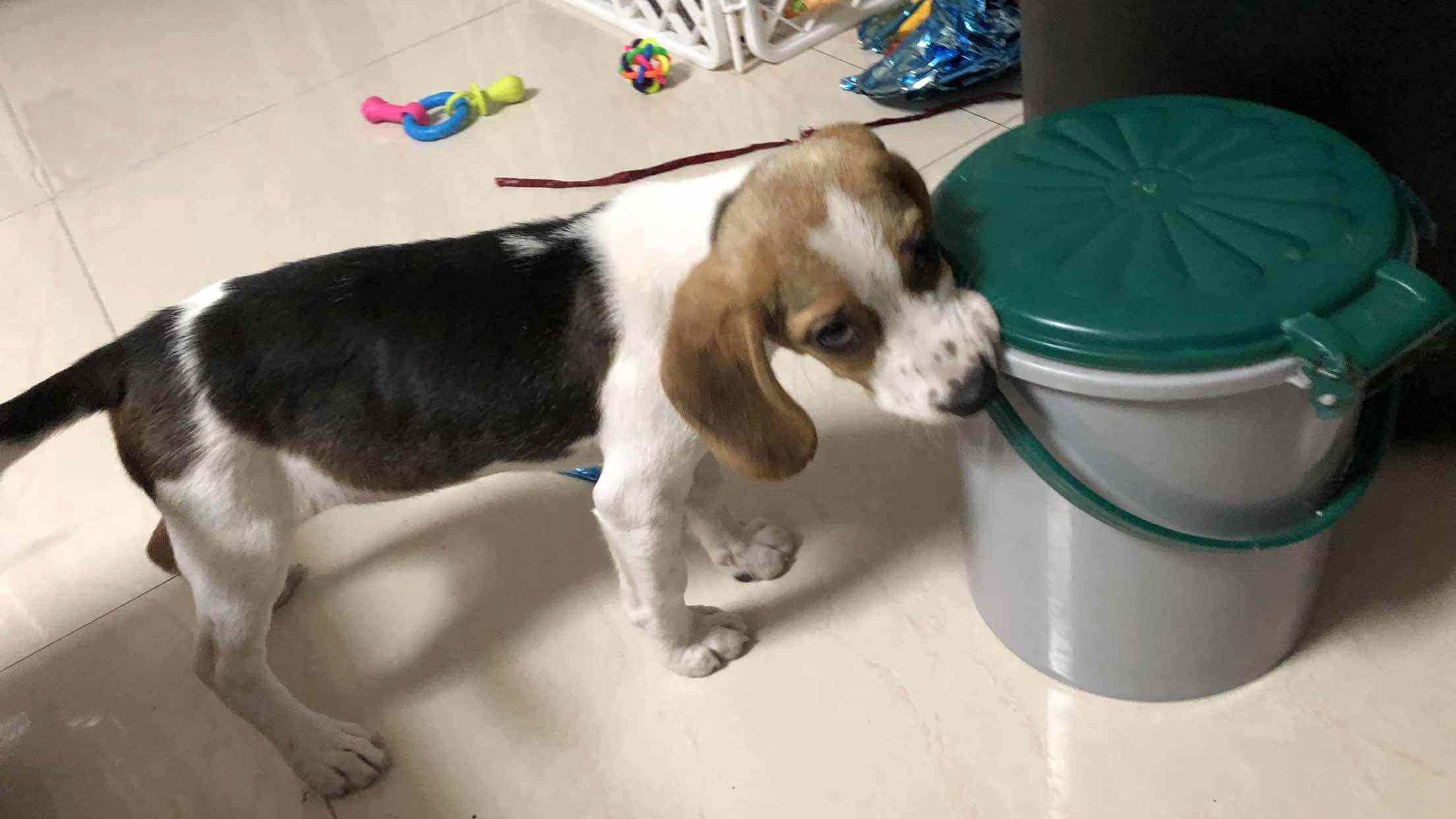 狗狗翻垃圾桶怎么处罚责骂都没用,其实解决方法很简单