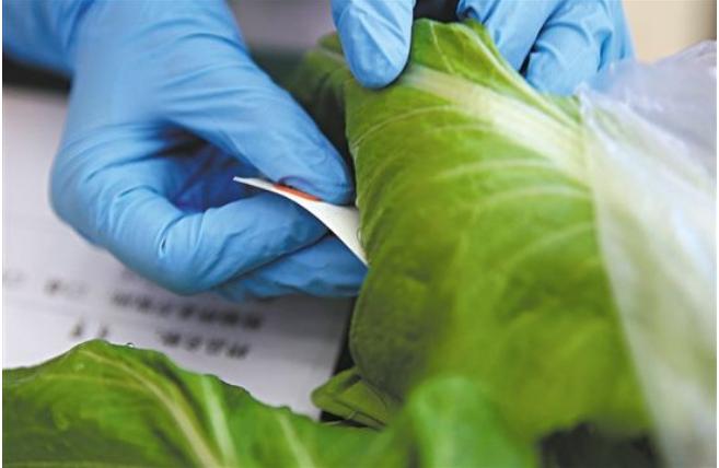 种植的蔬菜瓜果土里有虫子怎么办,种植蔬菜有小虫子