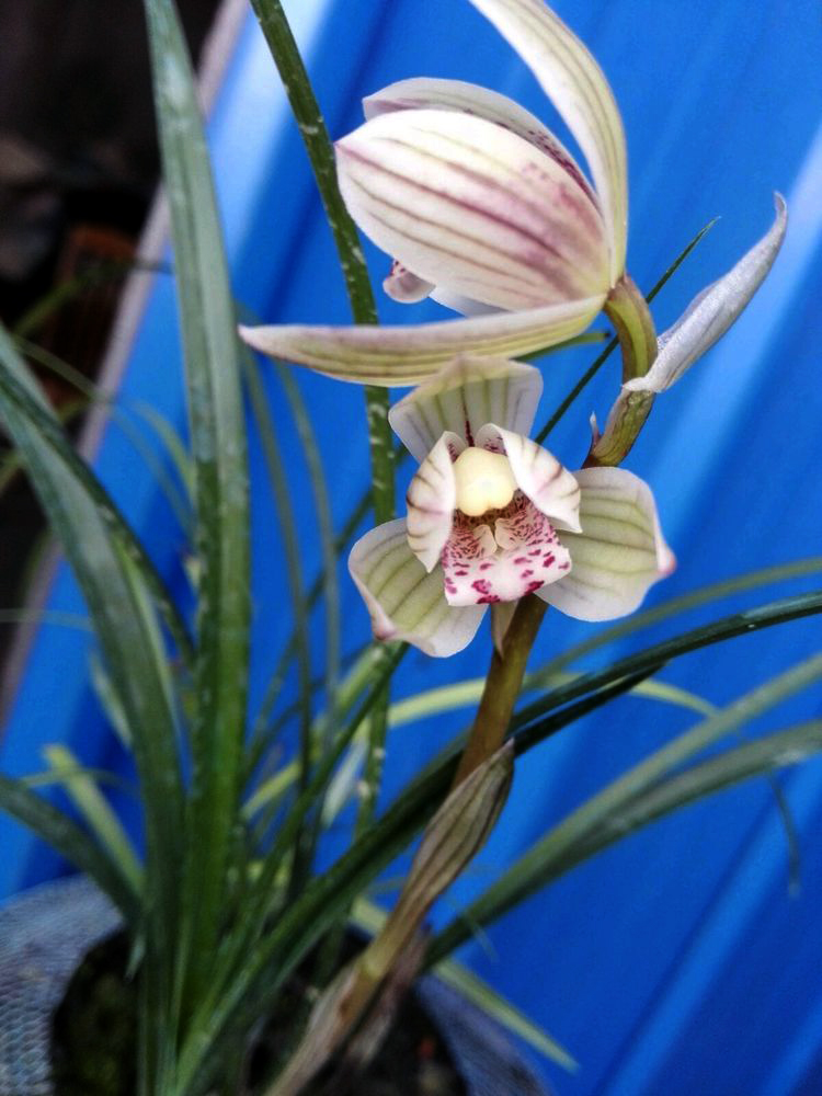 兰花珍品100种,名贵兰花100品欣赏