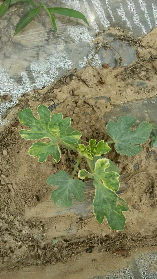 西瓜僵苗弱苗如何快速恢复,西瓜僵果原因