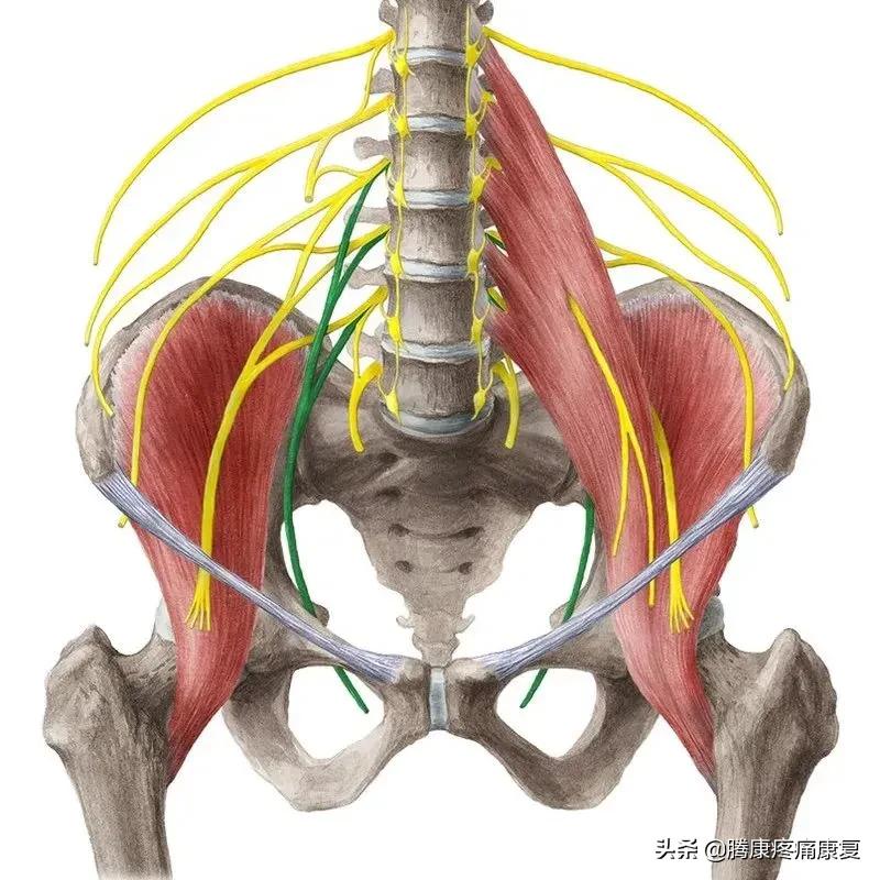 最全!脊神经系统汇总