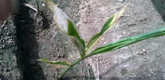 大姜高产栽培技术,大姜长势不好用什么能快速生长