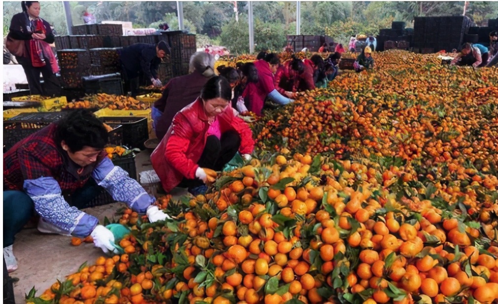 水果店推出5元随便拿活动,开一家水果店的盈利模式