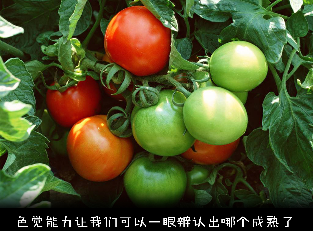 色盲悖论是什么,如何解释才能不留BUG?带你深入认识色盲