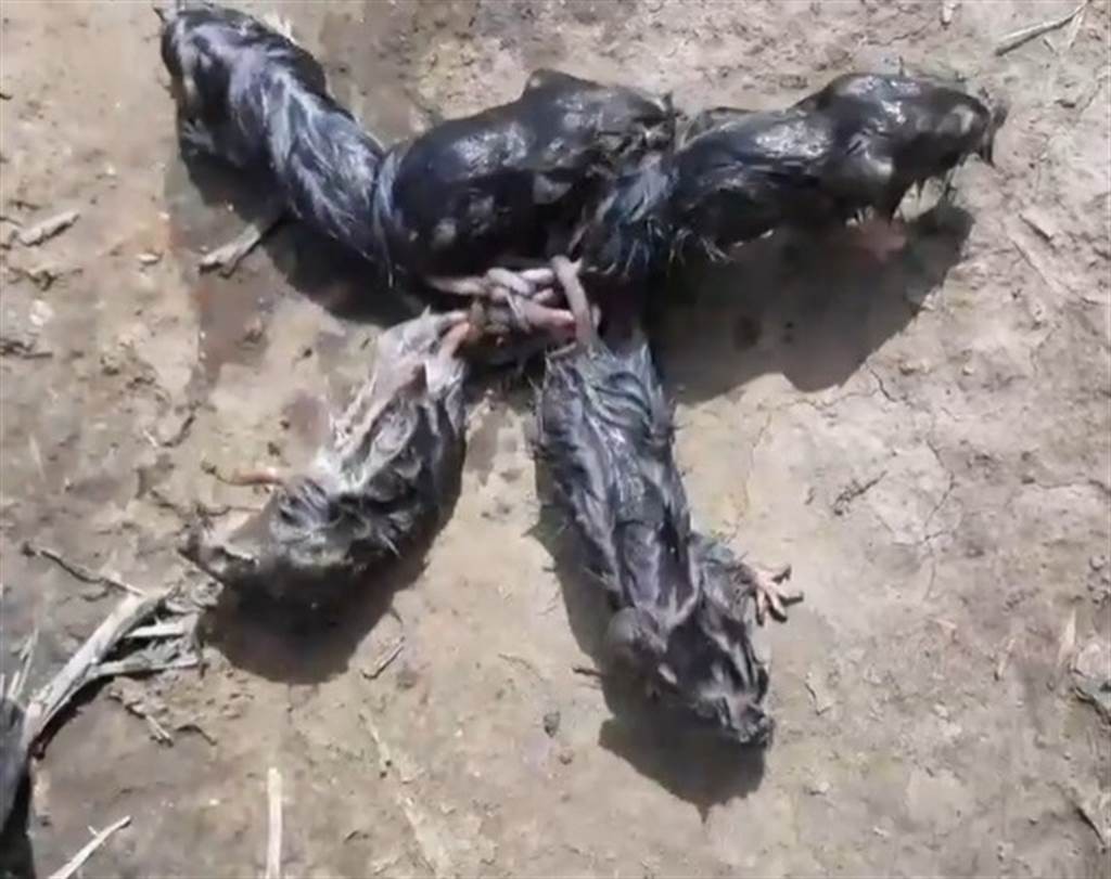 欧洲“鼠王”恐怖传说!数只老鼠缠绕成轮,真的象征瘟疫的到来?