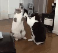 到底是养一只猫好还是养两只,养一只猫好一点还是两只猫好一点