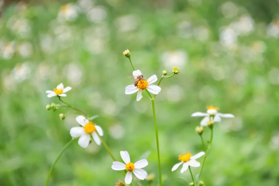 静谧角落香云纱,静谧角落视频
