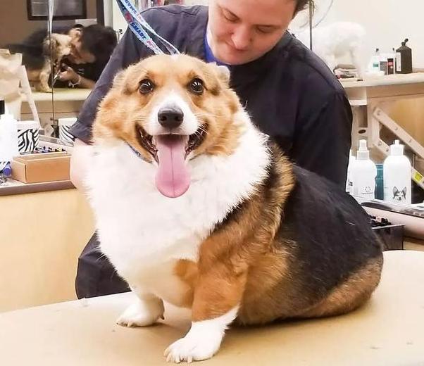 柯基46斤减肥,怎么训练柯基游泳减肥