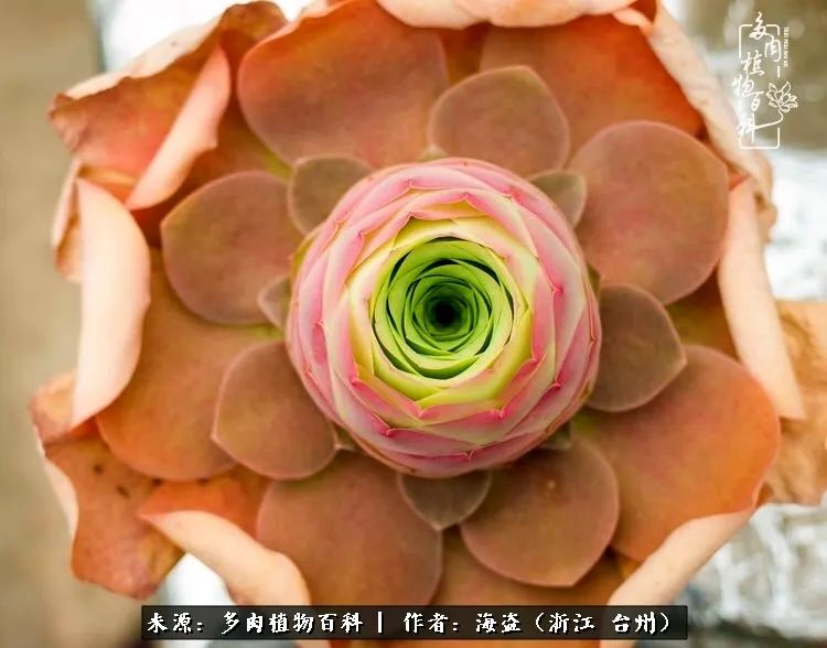 独爱玫瑰与法师！解密金老板和他的屋顶御花园