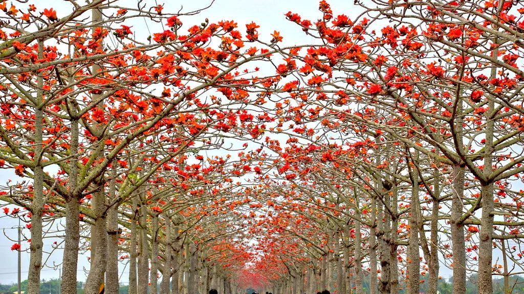 100种常见观叶植物图鉴史上最全,农村常见的100种植物
