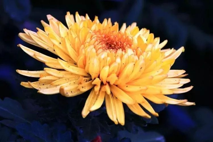 花中四君子菊花国画用笔,花中四君子菊花高清图片