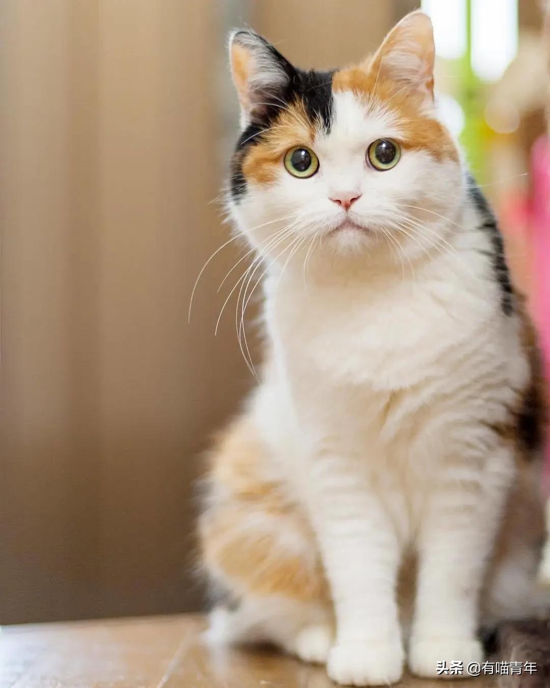 漂亮的三花猫欣赏,最迷人的三花猫