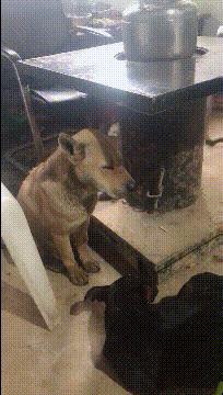 搞笑gif段子兄弟你把我吓到了,搞笑gif段子实在是猝不及防啊