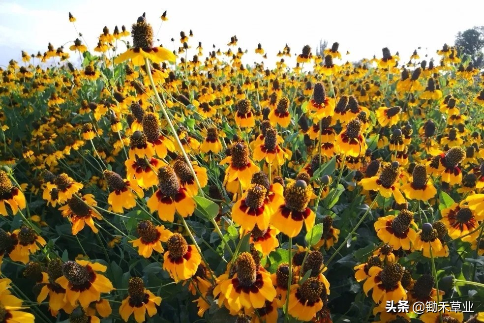 总有人间一两风,填我十万八千梦-松果菊