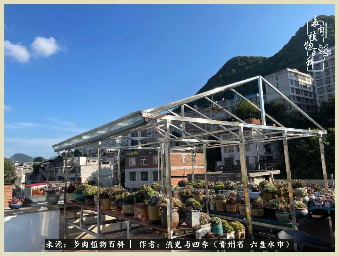 国庆假期你快乐吗?来,凉都美肉与你相伴一一小乌木的霸气东云