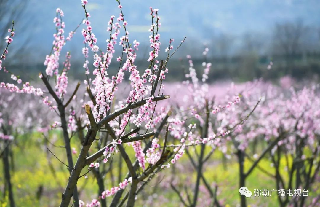 三月弥勒什么地方可以赏花,弥勒3月赏花攻略