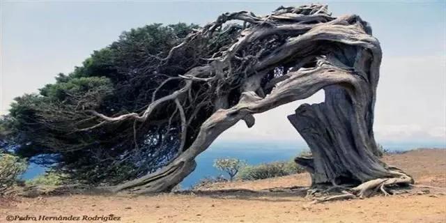 胡杨泪电影完整版,胡杨泪免费阅读全文