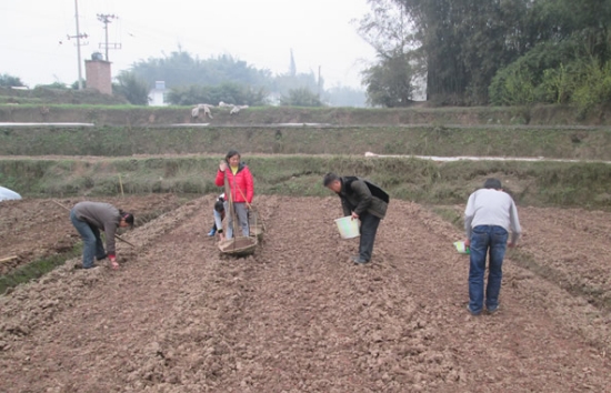 水稻育秧阶段问题及解决方案,水稻育苗稀了怎么办