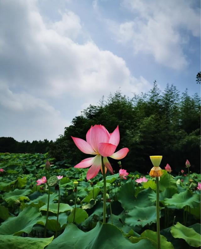 良渚文化村和良渚遗址公园的区别,良渚古城遗址文化村