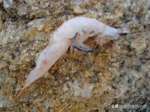 全浮游矶钓与半浮游矶钓快速转换,浮游矶钓和半浮游矶钓