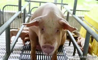 母猪产后乳房有结块发热,母猪产后发热的原因