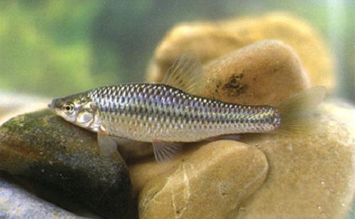 水清鱼少怎么钓鲢鳙,水清不开口怎么钓鱼