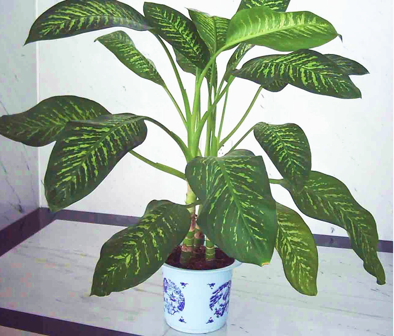 传统万年青的养殖方法,万年青怎么养才茂盛