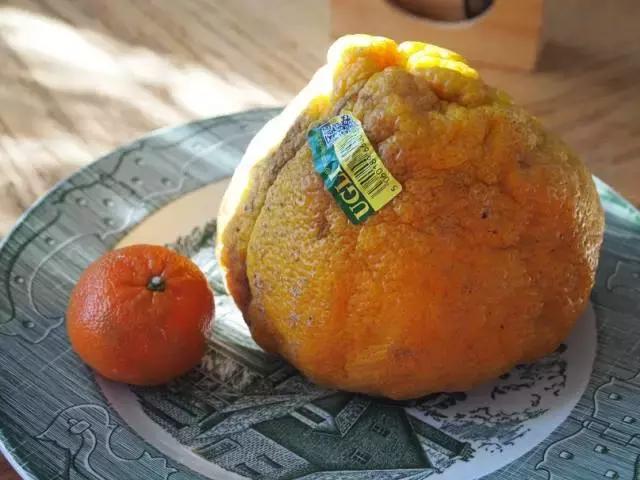 涓戣悓姘存灉,鏂版涓戣悓姘存灉