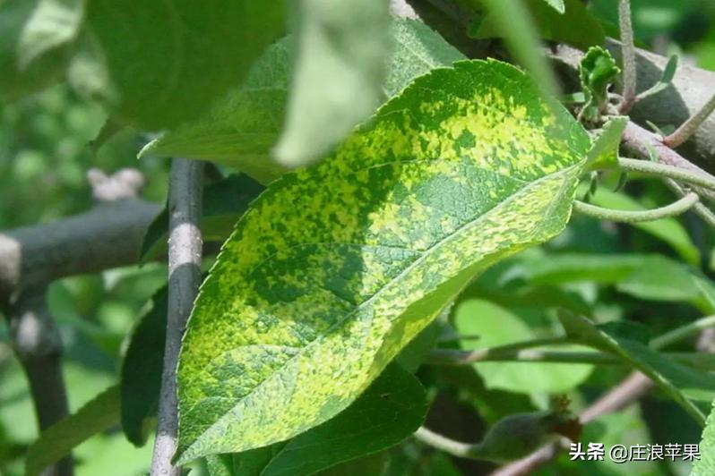 苹果霉心病雨后防治和雨前防治,高温高湿要防苹果早期落叶病