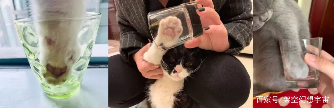 猫咪的迷惑行为历史版,可爱的猫咪黑历史