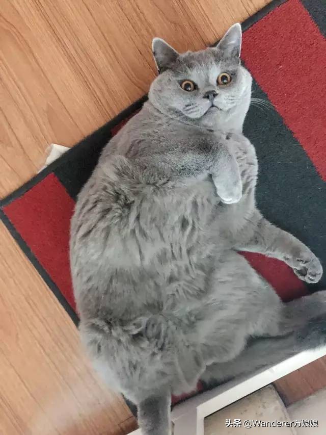 多亏这些宝藏网友，让我笑到免疫力增强