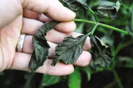 禁用粪肥有什么用,通知请不要随意丢垃圾