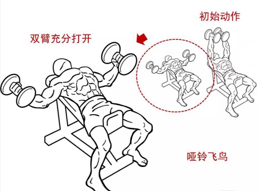 怎么样胸练到位了,如何练好胸型