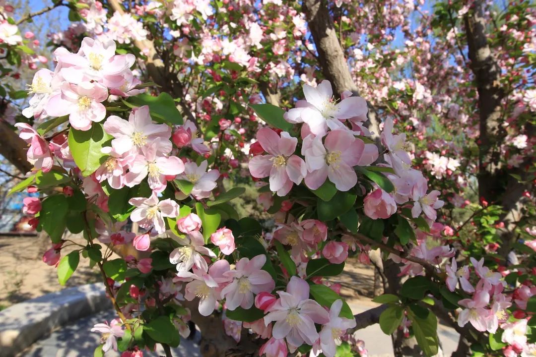陆游春节的诗,陆游写的关于成都的诗