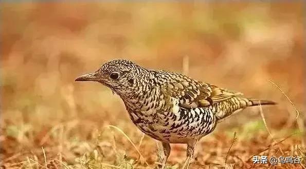 看图识鸟图片及答案,看图识鸟软件哪个好用