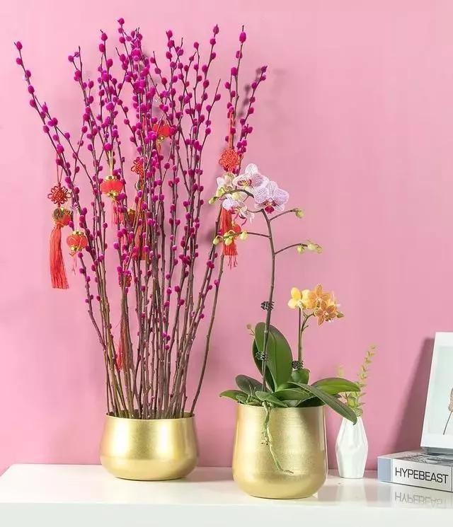 过年家里摆什么植物好,家里过年要摆几样水果