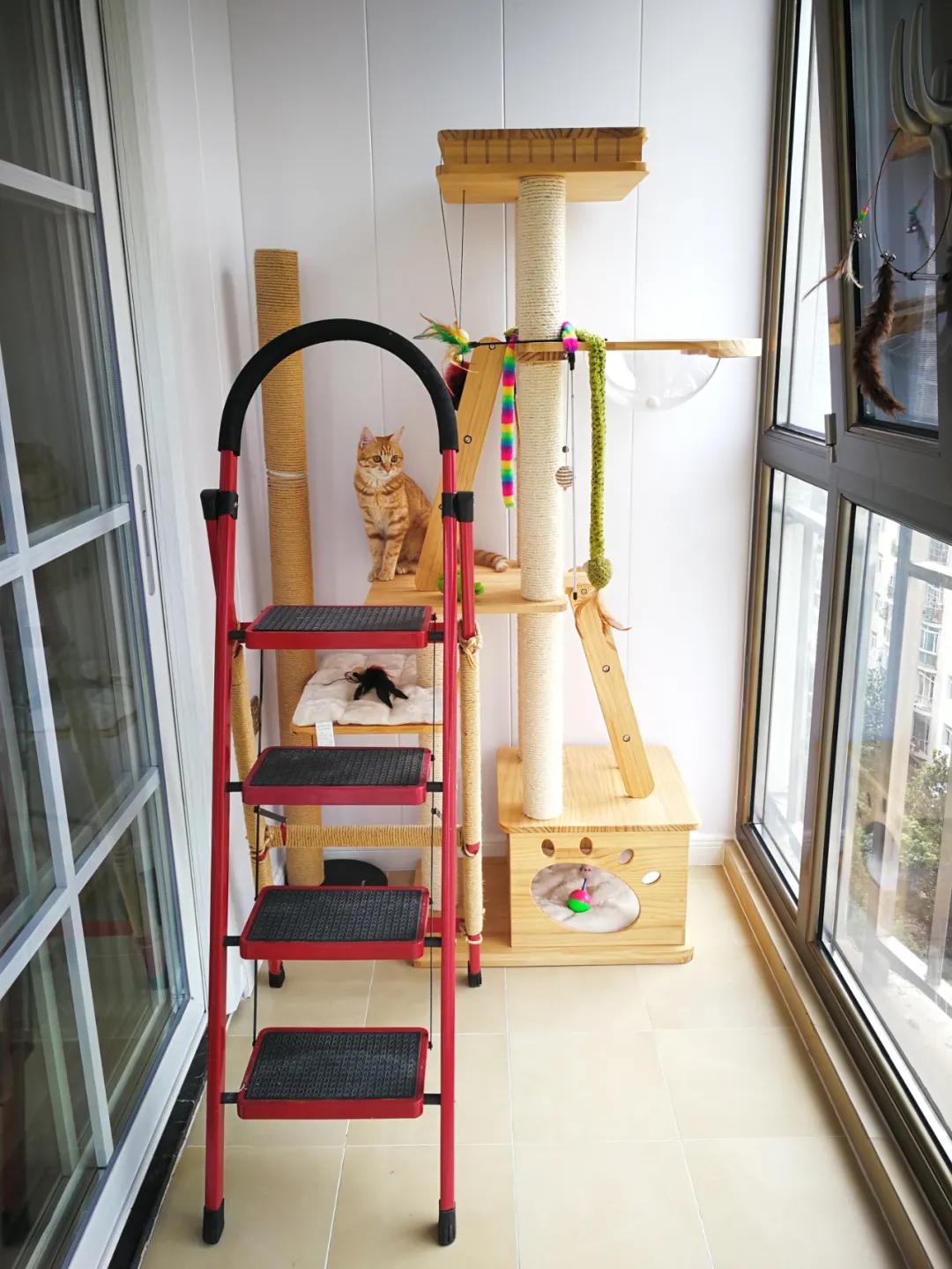 从小养的橘猫还会有野性吗,养橘猫的都是什么人