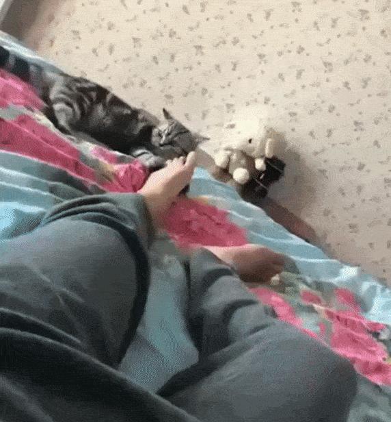 这是一篇有点痒的文章:我们一起来扒扒你家猫和跳蚤的故事