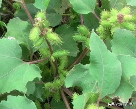 农村身边常见中草药不要错过这些宝贝！