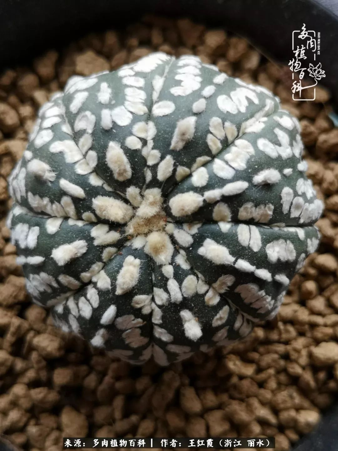 仙人球露养条件,仙人球的露养方法